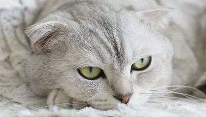 广发体育-中国女篮热身赛战胜巴西队